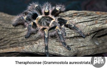 Tipuri și subspecii de tarantule cu o fotografie