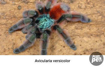 Tipuri și subspecii de tarantule cu o fotografie