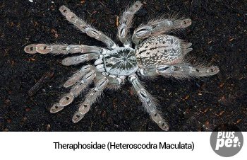 Tipuri și subspecii de tarantule cu o fotografie