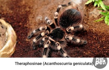 Tipuri și subspecii de tarantule cu o fotografie