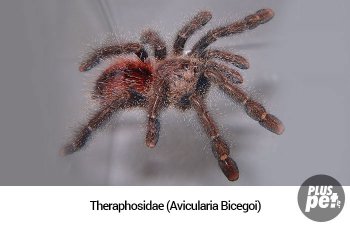 Tipuri și subspecii de tarantule cu o fotografie