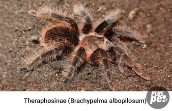 Tipuri și subspecii de tarantule cu o fotografie