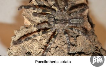 Tipuri și subspecii de tarantule cu o fotografie