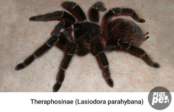 Tipuri și subspecii de tarantule cu o fotografie