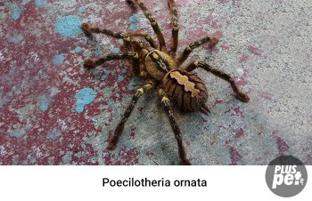 Tipuri și subspecii de tarantule cu o fotografie