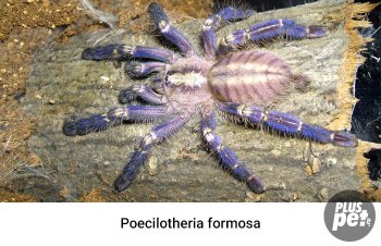 Tipuri și subspecii de tarantule cu o fotografie