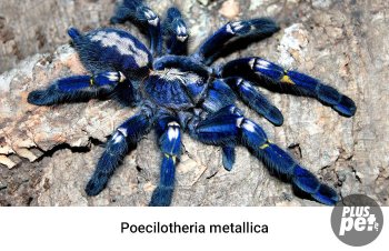 Tipuri și subspecii de tarantule cu o fotografie