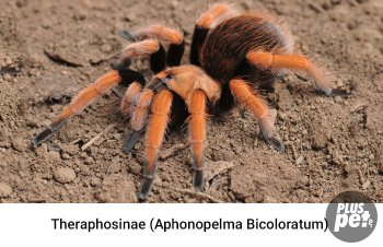 Tipuri și subspecii de tarantule cu o fotografie