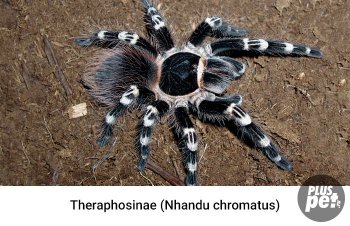 Tipuri și subspecii de tarantule cu o fotografie