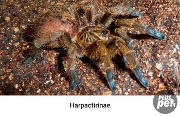 Tipuri și subspecii de tarantule cu o fotografie