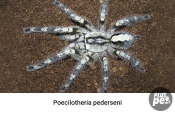 Tipuri și subspecii de tarantule cu o fotografie