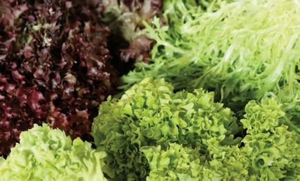 Види зелених салатів