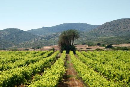Bor Kréta - milyen borokat egy próbát mindenképpen megér, vagy hogy Kréta krétai bort