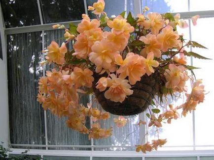 Cresterea in apartamentul begonia cascada