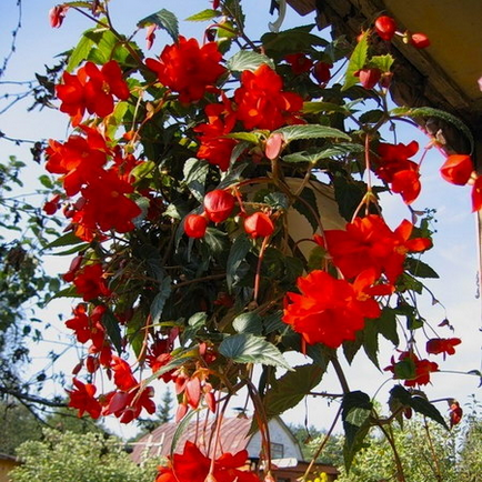 Cresterea in apartamentul begonia cascada