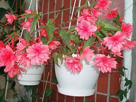 Cresterea in apartamentul begonia cascada