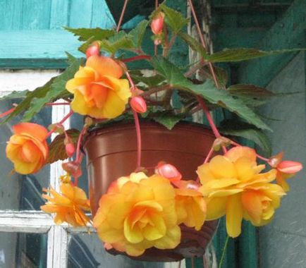 Cresterea in apartamentul begonia cascada