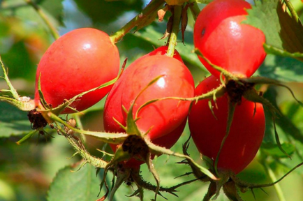 Vitamina C rata zilnică, beneficiile și rău