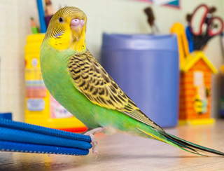 Хвилясті папужки догляд і утримання в домашніх умовах