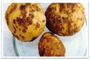 Шкідники і хвороби картоплі
