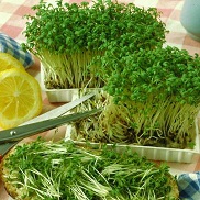 Toate proprietățile utile ale salatei de cress și modalitățile de utilizare a acesteia, un ghid al vieții
