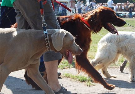 Expoziție ucraineană de câini de vânătoare, scurte povestiri despre căpșuni lungi