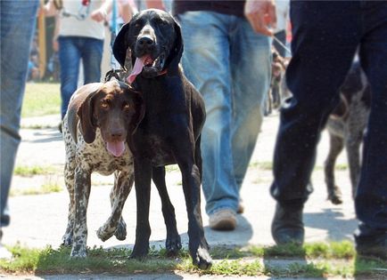 Expoziție ucraineană de câini de vânătoare, scurte povestiri despre căpșuni lungi