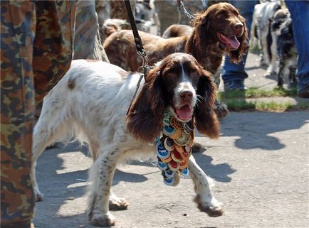 Expoziție ucraineană de câini de vânătoare, scurte povestiri despre căpșuni lungi