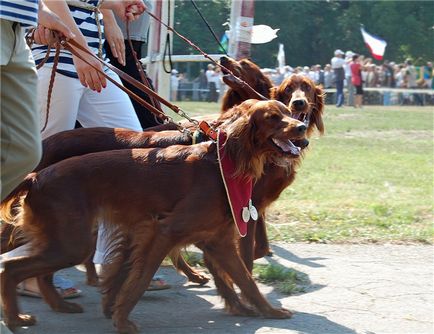 Expoziție ucraineană de câini de vânătoare, scurte povestiri despre căpșuni lungi