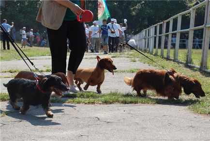 Expoziție ucraineană de câini de vânătoare, scurte povestiri despre căpșuni lungi