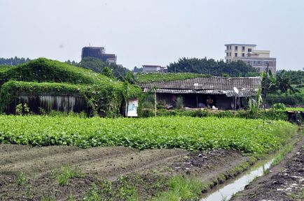 Acoperiș verde de iarbă pe acoperiș cu propriile mâini, fotografie