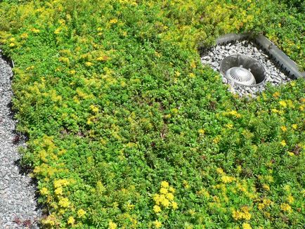 Acoperiș verde de iarbă pe acoperiș cu propriile mâini, fotografie