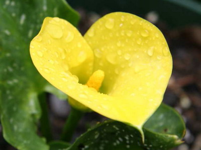 Sárga Calla liliom egy képet (sárga) Sárga Calla liliom photo