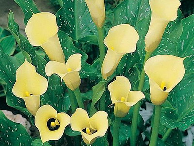Sárga Calla liliom egy fotó (fotók) Sárga Calla liliom photo