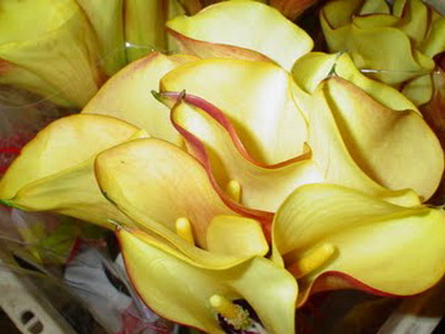 Sárga Calla liliom egy képet (sárga) Sárga Calla liliom photo