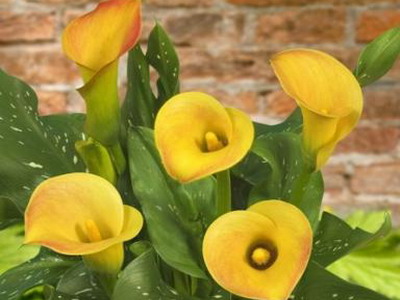 Sárga Calla liliom a fotó (Calla) Sárga Calla liliom photo
