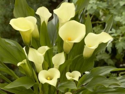 Sárga Calla liliom egy fotó (fotók) Sárga Calla liliom photo