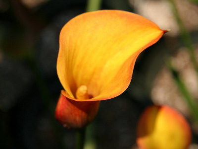 Sárga Calla liliom egy képet (sárga) Sárga Calla liliom photo