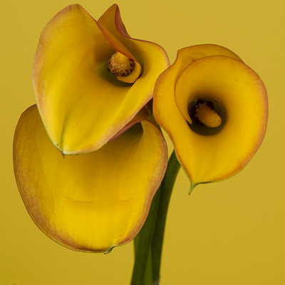 Sárga Calla liliom egy fotó (fotók) Sárga Calla liliom photo
