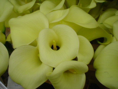 Sárga Calla liliom egy fotó (fotók) Sárga Calla liliom photo