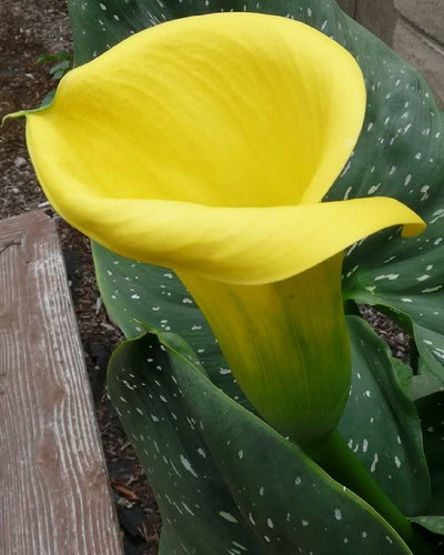 Sárga Calla liliom egy fotó (fotók) Sárga Calla liliom photo