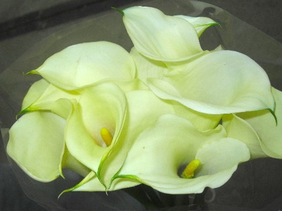 Sárga Calla liliom egy fotó (fotók) Sárga Calla liliom photo