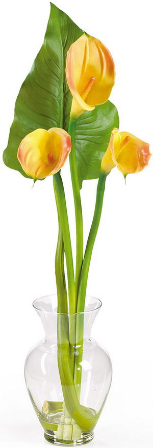 Sárga Calla liliom a fotó (Calla) Sárga Calla liliom photo