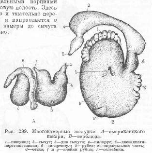 Шлунок - все про тваринництво