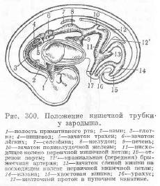 Шлунок - все про тваринництво