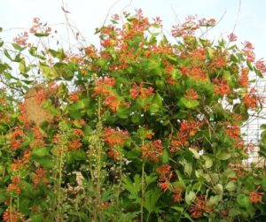 Honeysuckle bobinare, totul despre plante