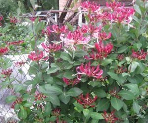 Honeysuckle bobinare, totul despre plante