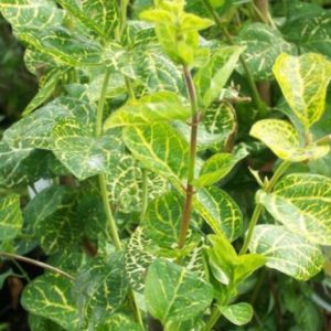 Honeysuckle bobinare, totul despre plante