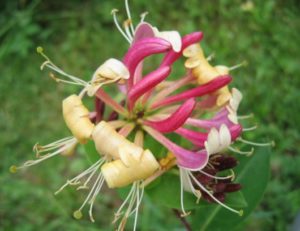 Honeysuckle bobinare, totul despre plante