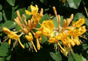 Honeysuckle bobinare, totul despre plante